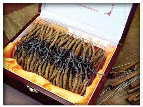 防城港冬虫夏草回收